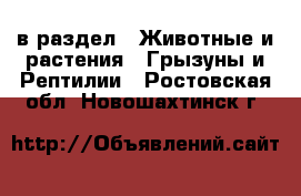  в раздел : Животные и растения » Грызуны и Рептилии . Ростовская обл.,Новошахтинск г.